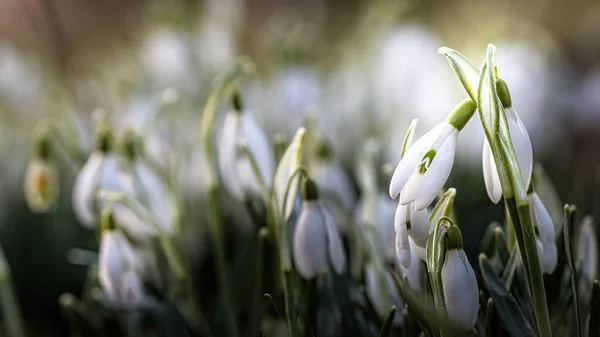 Une Mise Point Sélective Fleurs Snowdrops Sur Une Prairie Printemps — Photo