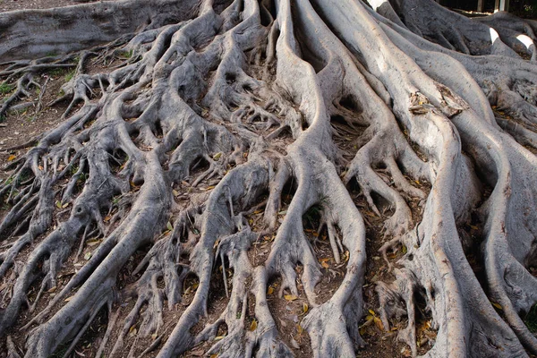 Tiro Perto Das Raízes Uma Grande Árvore Floresta — Fotografia de Stock