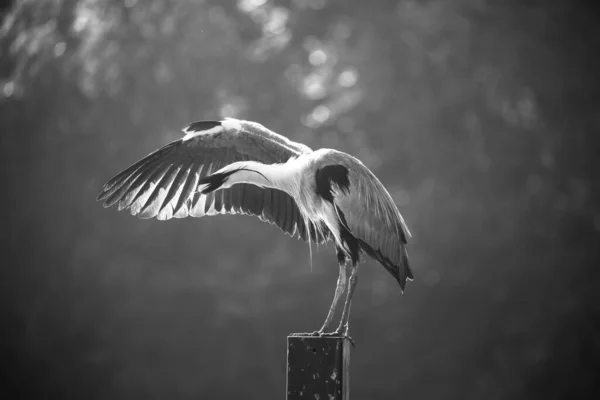 Primer Plano Una Garza Gris Estirándose Mirando Debajo Las Plumas —  Fotos de Stock