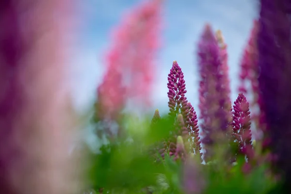 Plan Rapproché Une Longue Fleur Violette Dans Une Prairie Fond — Photo