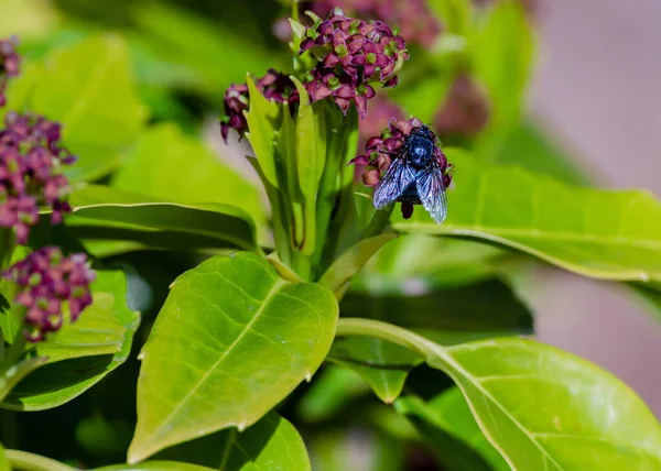 春天里 在花园里种着一朵紫色的米草花 拍了一张苍蝇的特写 — 图库照片