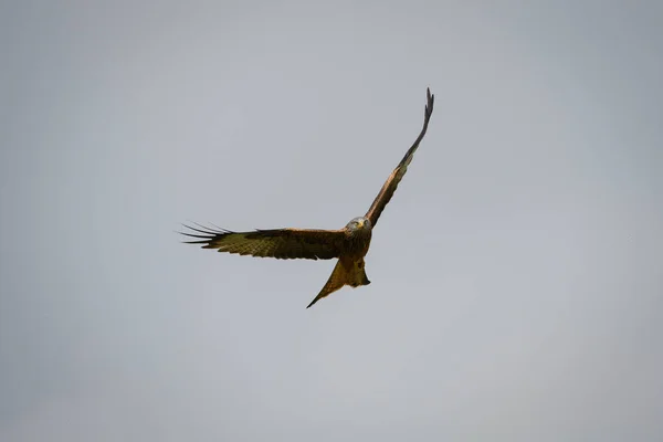 Scenic View Red Kite Flying Cloudy Sky Rhayader Wales — Stock Photo, Image