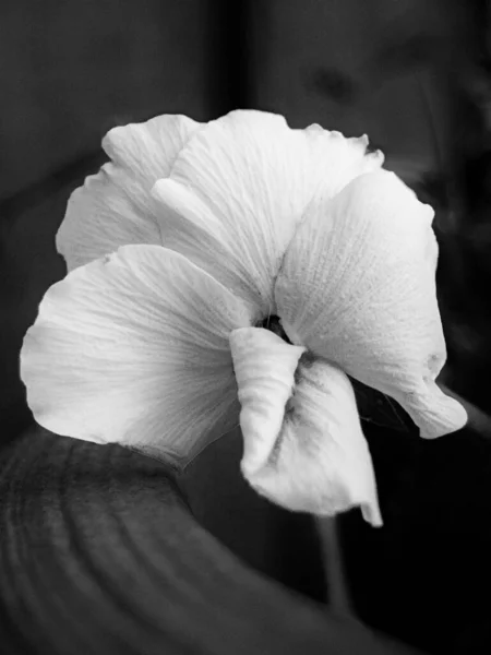 Eine Nahaufnahme Graustufenaufnahme Einer Schönen Blume Die Garten Blüht — Stockfoto