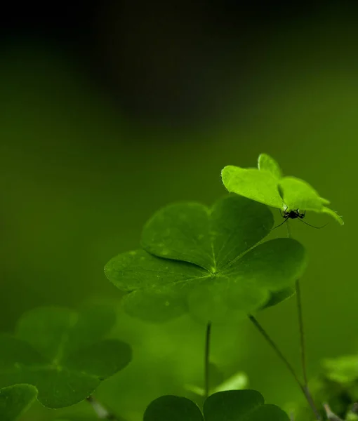 Eine Vertikale Nahaufnahme Einer Ameise Die Sich Einer Vierblättrigen Kleeblattpflanze — Stockfoto