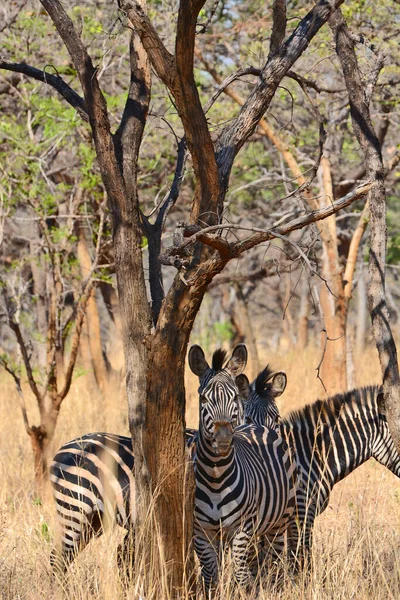 Tiro Vertical Zebras Lilayi Lodge Zâmbia — Fotografia de Stock