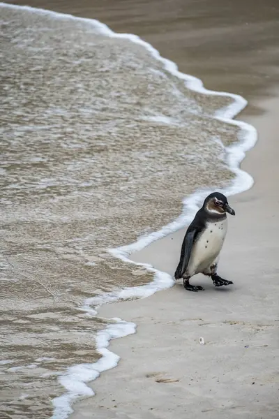 Vertical Shot Penguin Beach — Stock Photo, Image