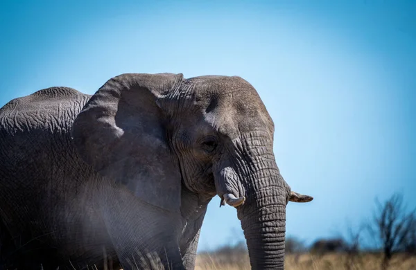 A closeup of an African bush elephant in savanna, Namibia