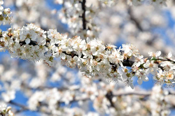 Eine Selektive Nahaufnahme Der Schönen Weißen Kirschblüten Die Einem Garten — Stockfoto