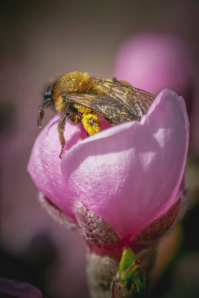 Eine Vertikale Nahaufnahme Einer Honigbiene Die Sich Von Einer Pfirsichblüte — Stockfoto