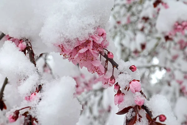 Hiver Est Revenu Cerise Fleurs Dans Neige — Photo