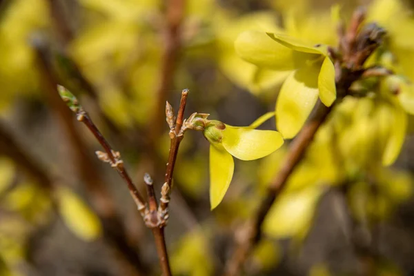 黄色连翘花的选择性集中拍摄 — 图库照片