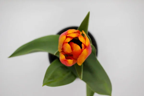 Представительный Весенний Цветок Голландский Розовый Тюльпан — стоковое фото