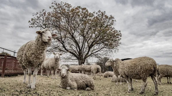 Número Ovelhas Brancas Rancho Uma Área Rural Fundo Céu Nublado — Fotografia de Stock