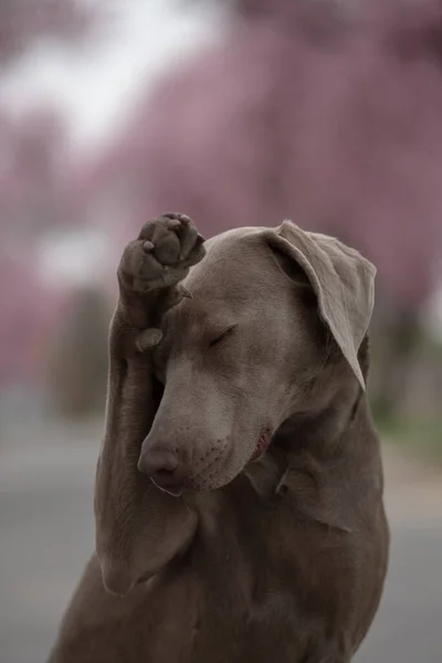 Szelektív Fókusz Lövés Egy Imádnivaló Weimaraner Kutya Napközben Tavasszal — Stock Fotó