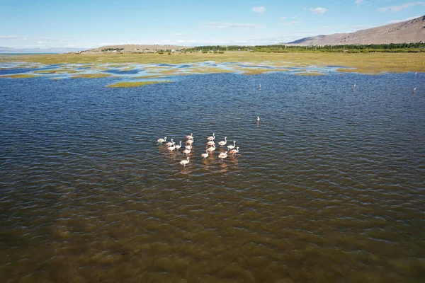 Grupp Rosa Flamingos Som Står Sjö — Stockfoto