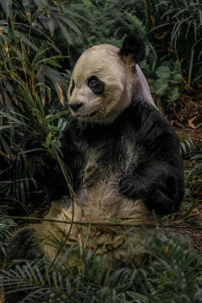 Pionowe Ujęcie Ślicznej Pandy Siedzącej Trawie Jej Naturalnym Środowisku — Zdjęcie stockowe