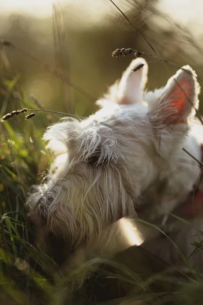 Tiro Vertical Oeste Highland Branco Terrier Cão Cabeça Cheirando Grama — Fotografia de Stock