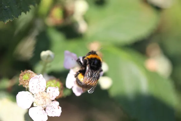 Ένα Κοντινό Πλάνο Μιας Μέλισσας Που Κάθεται Ένα Ανθισμένο Βατόμουρο — Φωτογραφία Αρχείου