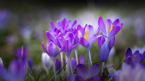 Селективный Снимок Фиолетовых Крокусов Лугу Весной Размытом Фоне — стоковое фото