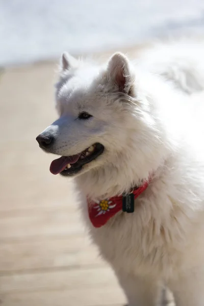 Retrato Close Cão Branco Ski Resort Transalpina — Fotografia de Stock