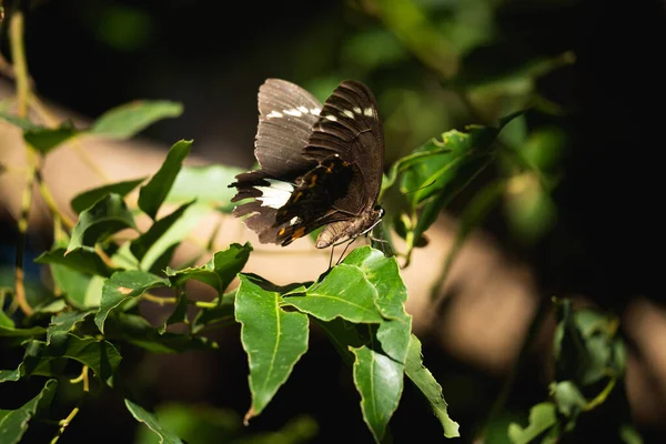 Närbild Vacker Fruktträdgård Fjäril Gröna Blad — Stockfoto