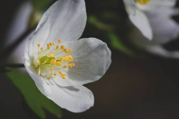 Closeup White Wood Anemone Blossom Green Leaves Blurry Background — Stock Photo, Image
