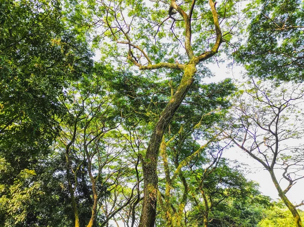 Ein Niedriger Winkel Von Einem Hohen Baum Sommer — Stockfoto