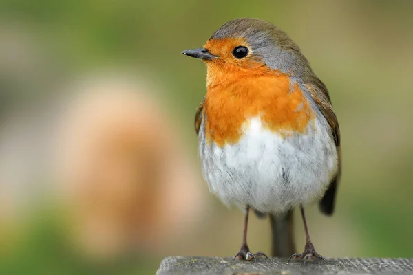 Een Closeup Van Een Roodborstje Zittend Beton Vlak Tegen Een — Stockfoto