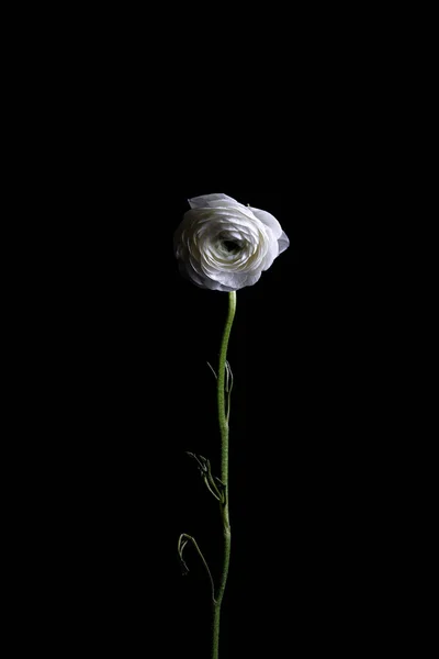 Een Witte Boterbloem Geïsoleerd Een Zwarte Achtergrond — Stockfoto