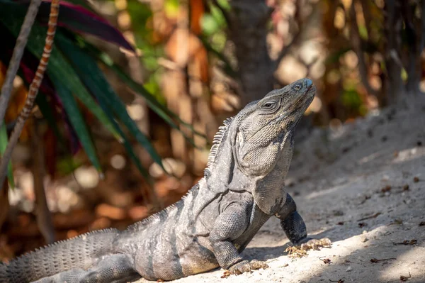 Iguana Riviera Maya Resort Mexico — Stock Photo, Image