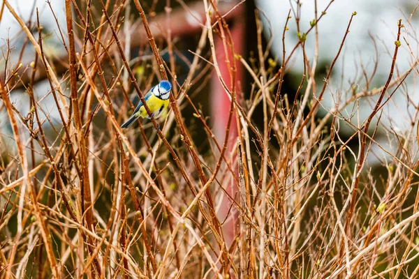Beautiful Great Tit Bird Perching Bushes Blurred Background — Foto de Stock