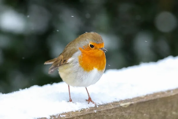 Foco Superficial Pássaro Robin Europeu Neve Com Fundo Embaçado — Fotografia de Stock