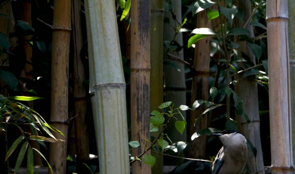 Der Mangroven Kuckucksvogel Hintergrund Der Bambusbäume — Stockfoto