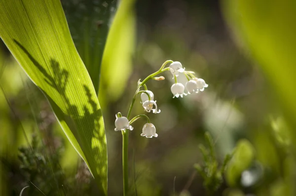 Plan Rapproché Une Fleur Blanche Nommée Lys Vallée Cultivée Dans — Photo