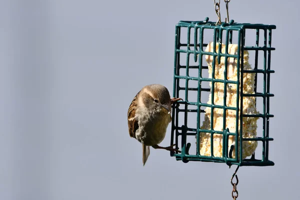 Close Shot Brown House Sparrow Standing Feeder Cage Isolated Blurred — Stock Photo, Image