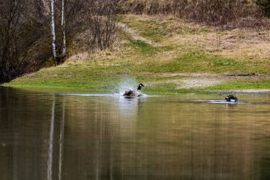 Sahilde küçük bir su kütlesi. Kazlar oynuyor ve yüzüyor.