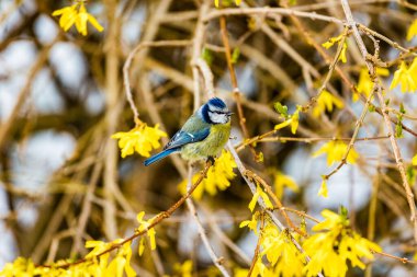 A beautiful great tit bird perching on bushes against a blurred background