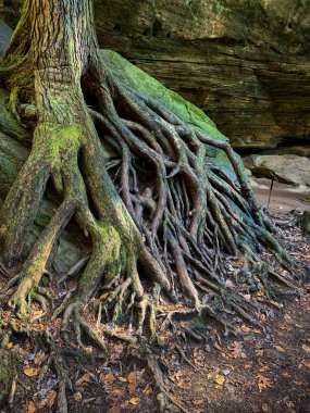 Yerden kökleri çıkmış eski bir yosun ağacının dikey görüntüsü.
