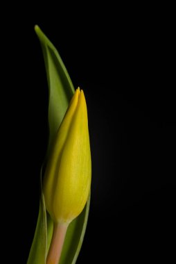 Sarı bir lale çiçeğinin dikey görüntüsü ve siyah bir arkaplan ile ayrılıyor.