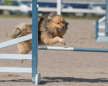 Mittelspitz 'in seçici bir çekimi çeviklik engelinin üzerinden atlıyor