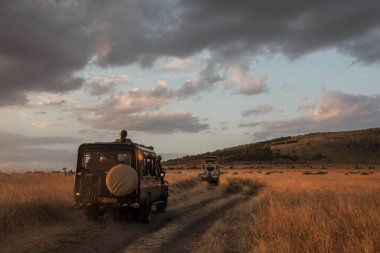 Bozkırdan geçen turistli arabalar. Masai Mara Milli Bankası, Kenya.