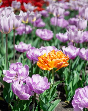 Bahçedeki mor lalelerin arasında yalnız sarı bir lalenin dikey çekimi.