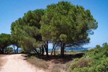 Kırsal bir yolda ağaçların yakın plan çekimi.