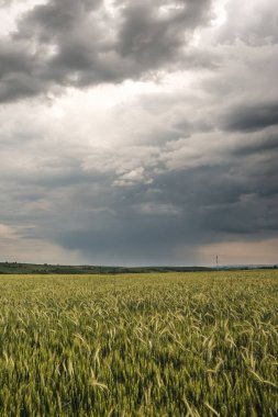 Güzel bir tarla manzarası