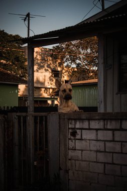 Parlak güneş ışığının altındaki bir evin yakınındaki çitin üzerinden bakan bir köpeğin dikey görüntüsü.