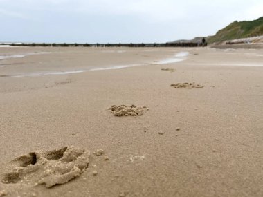 Gündüz vakti kumsalın yanında bir köpeğin ayak izlerinin güzel bir fotoğrafı.