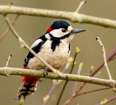 Bulanık bir arka plandaki ağaç dalına tünemiş büyük benekli ağaçkakanın yakın plan çekimi.