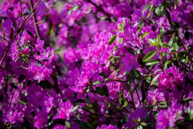 Güzel bir menekşe, yeşil yapraklı yabani biberiye çiçeğinin seçici odak noktası.