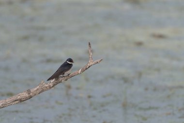 Kırlangıç manzarası bulanık arka planda tahta dallara tünemiş.
