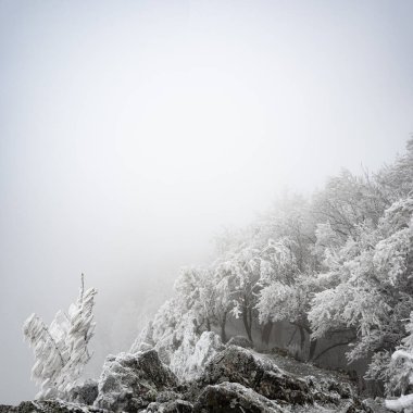 Sisli bir günde ağaçlarla kaplı güzel bir uçurum manzarası.